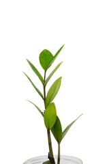 tropical plant isolated