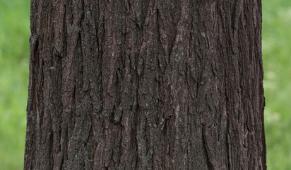 trunk of tree against green grass