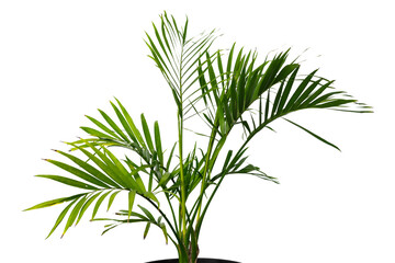palm leaf isolated