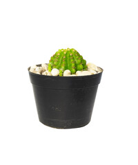 cactus in pot