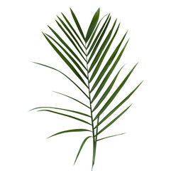 tropical leaf isolated for element