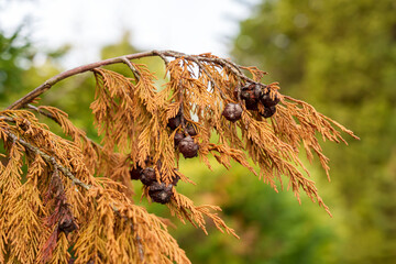 Dry branch of a diseased mediterranean cypress tree with cones