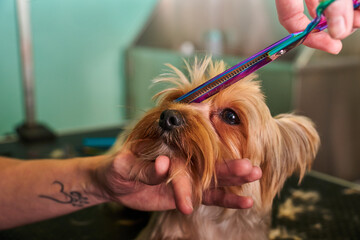 Dog Yorkie in a grooming salon getting a haircut 