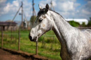 Naklejka na ściany i meble Young gray horse in paddock. Horse behind the fence.