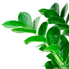 green Zamioculcas zamiifolia plant with white background