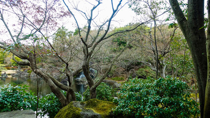 tree in the forest
