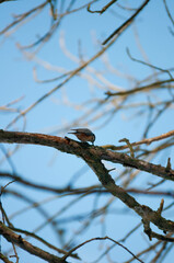 Titmouse on a tree, Polish bird, little birds, drzewo, 
flying bird, 
sparrow