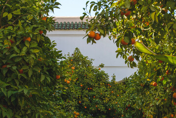 Orange tree from Marrakech