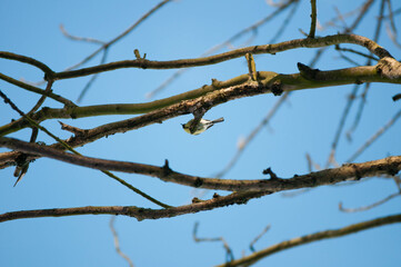 Fototapeta na wymiar Titmouse on a tree, Polish bird, little birds, drzewo, flying bird, sparrow