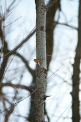 Titmouse on a tree, Polish bird, little birds, drzewo, 
flying bird, 
sparrow