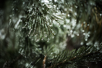 rain drops on the pine - Powered by Adobe