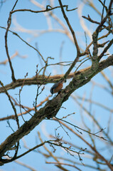 Titmouse on a tree, Polish bird, little birds, drzewo, 
flying bird, 
sparrow