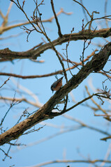 Titmouse on a tree, Polish bird, little birds, drzewo, 
flying bird, 
sparrow