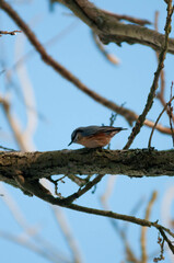 Titmouse on a tree, Polish bird, little birds, drzewo, 
flying bird, 
sparrow
