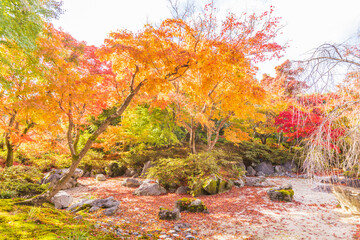 Obraz premium 京都嵯峨野 宝筐院の紅葉