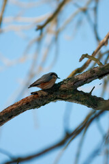 Titmouse on a tree, Polish bird, little birds, drzewo, 
flying bird, 
sparrow