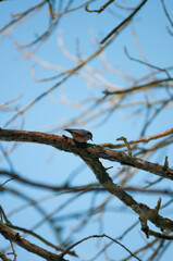 Titmouse on a tree, Polish bird, little birds, drzewo, 
flying bird, 
sparrow