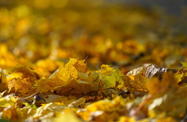 beautiful golden maple tree foliage in a morning backlight in the autumn forest in Elk Island National Park with blurred golden leaves foreground and background