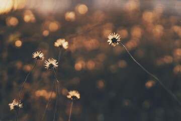 dandelion in the morning