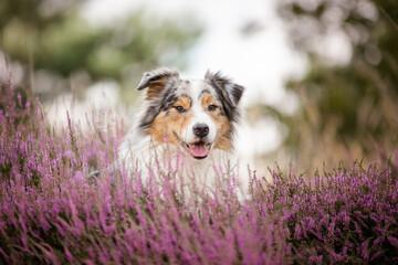Hund, Australian Shepherd liegt beim Spaziergang im Heidekraut, Viva Magenta