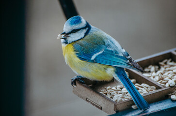 Blue tit bird close up on a feeder