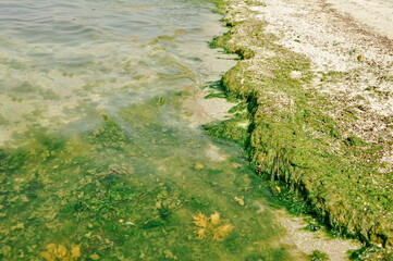 Swamp algae. Green algae patterns on the water. Green swamp. The polluted water were covered with...