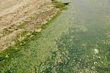 Swamp algae. Green algae patterns on the water. Green swamp. The polluted water were covered with film and algae. Green algae on water surface due to pollution of phosphates