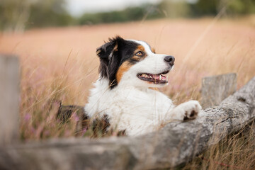 Australian Shepherd black-tri, Hund im Sommer beim Spaziergang in sommerlicher Umgebung, Freilauf ohne Leine