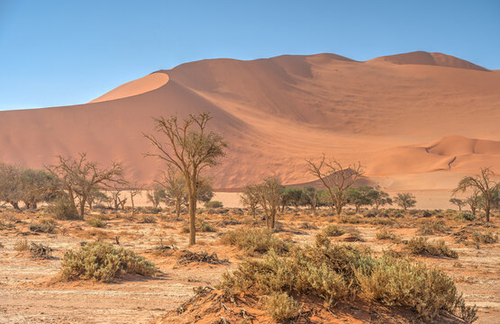 Namib Desert Dunes around Sossusvlei, HDR Image