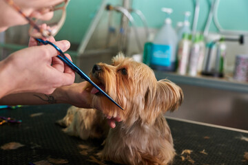 Dog Yorkie in a grooming salon getting a haircut 