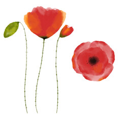 Fototapeta premium Red watercolor poppies, digital painting