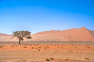 Plakat Namib Desert Dunes around Sossusvlei, HDR Image