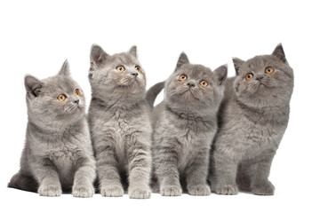 The kittens are small. Four british kittens isolated on white background.