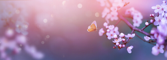 Art blurred nature Spring blossom background. Nature scene with blooming tree Spring flowers and flying butterfly. Beautiful orchard - 568820942