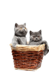 Fototapeta na wymiar Two small gray British kittens in a wicker basket on a white background. Funny kittens.