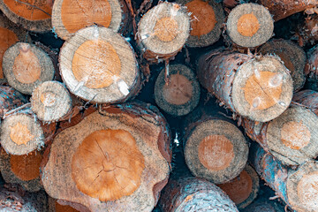 Felled trees lying in a heap on top of each other, side view