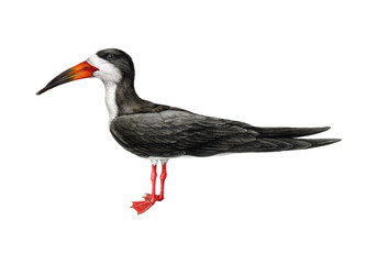 Skimmer bird illustration. Realistic detailed coast bird image. Rynchops niger wildlife avian illustration. Black skimmer ocean, lake, river animal.