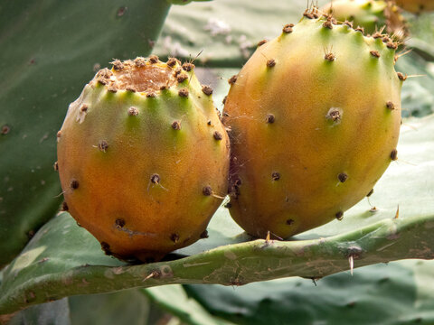 Coppia di ficodindia 