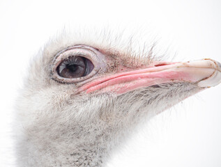 ostrich head close up