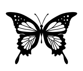 Black decorative butterfly on white background. Vector