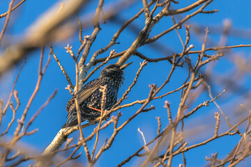 Common Starling perched on a tree branch