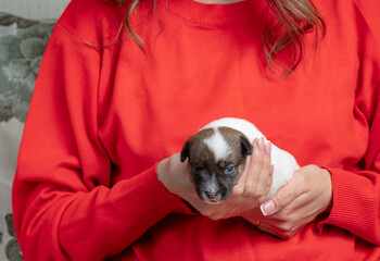 Cute little jack russell terrier puppy on female hands. A beautiful little puppy who recently opened his eyes.