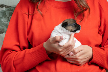 Cute little jack russell terrier puppy on female hands. A beautiful little puppy who recently opened his eyes.