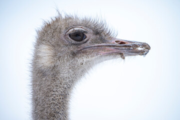 ostrich head close up