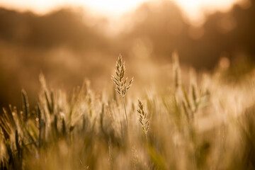 Grain and grass illuminated by the morning sun.