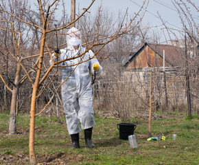 A man sprays fruit trees with chemicals against pests and diseases. Early spring processing of trees in the garden.