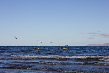 Birds flying in the sea