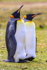 Fototapeta premium Volunteer Point, Falkland Islands, UK