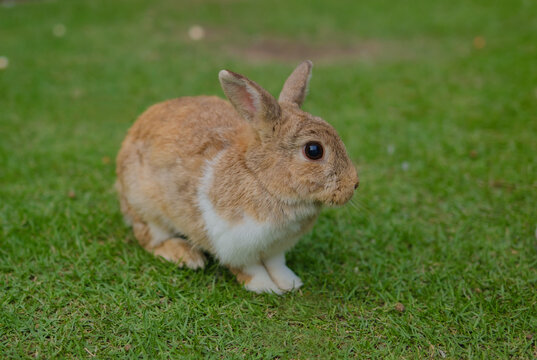 The lovely brown rabbit is still on the grass, there is space for messages, and the beautiful Easter rabbit is on the natural green ground.