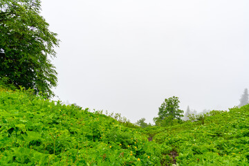 The heavy fog in the tropical mountian forest.